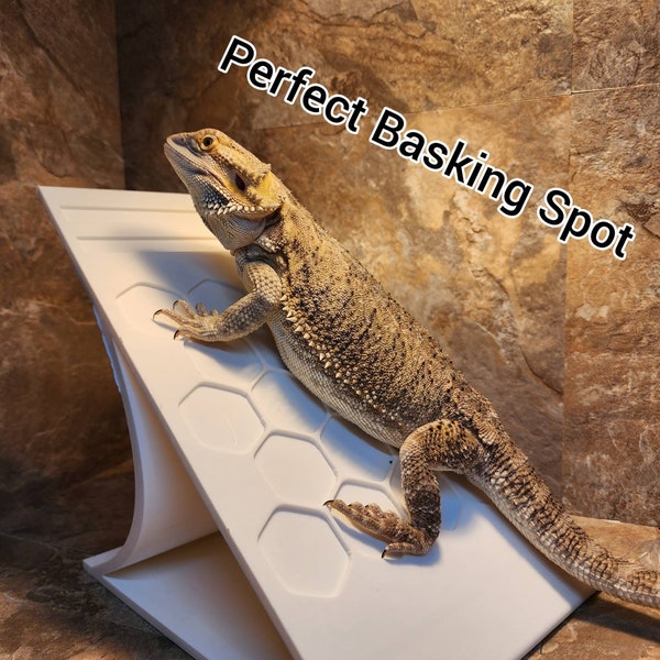 Bearded Dragon Accessories for Tank Etsy
