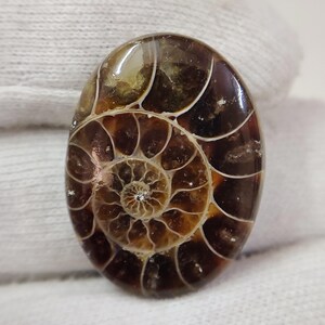 Cabujón ovalado fósil de amonita natural - Piedra preciosa para joyería de 38,20 cts - Pulida a mano - 29 x 21 mm - Amonita rara