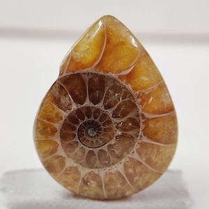 Cabochon poire fossile d'ammonite naturelle de qualité supérieure - Pierres précieuses pour bijoux 28 x 22 mm - Poli à la main - 27,75 carats