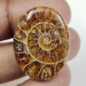 Ammonit Oval Cabochon | 29 x 22 mm Fossiler Edelstein 33.98 Ct | Schmuckherstellung Stein