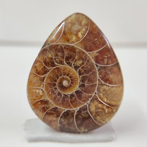 Cabochon a forma di pera di fossile di ammonite naturale - 38 x 31 mm - Pietra preziosa per la creazione di gioielli - Ammonite di alta qualità lucidata a mano - 70,65 ct