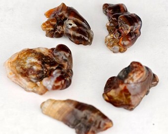 研磨されたメキシコ産の原石ファイヤーアゲート標本、最高級天然宝石