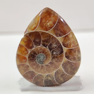 Cabochon poire fossile d'ammonite naturelle 35 x 29 mm - Fabrication de bijoux polis à la main - Pierre gemme de qualité supérieure de 53,75 carats