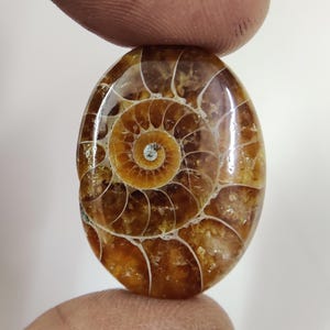 Funkelnder Ammonit Fossil Edelstein für Exquisite Schmuckherstellung - Erstklassiger ovaler Cabochon - Hand poliert - 29 x 21 MM