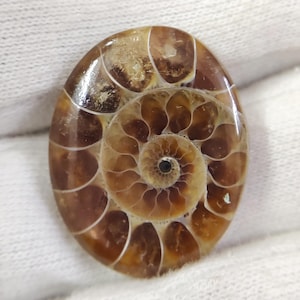 Fossile di ammonite da 33,70 ct / Cabochon ovale da 28 x 23 mm / Pietra preziosa per la creazione di gioielli