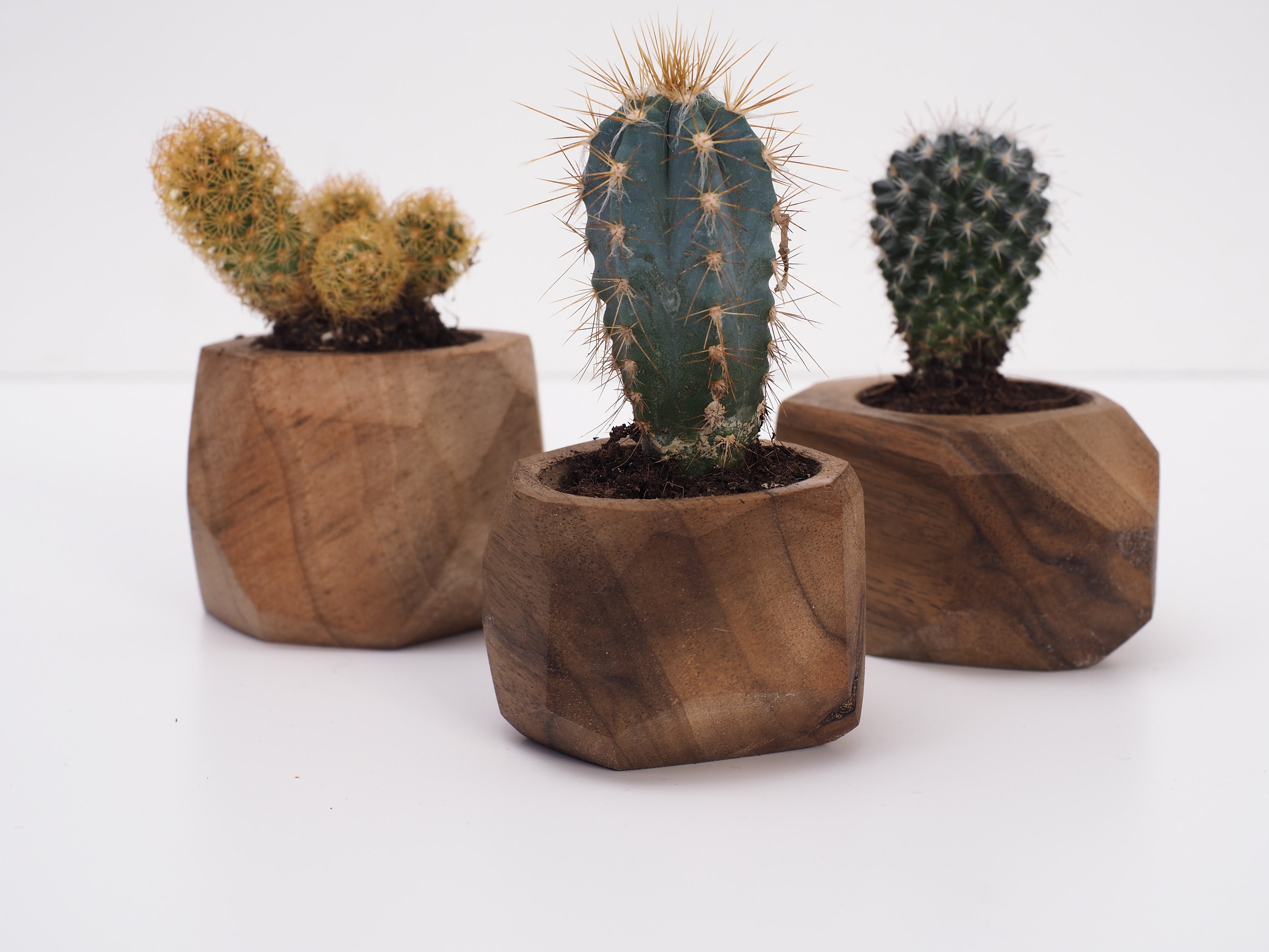 Planteur Miniature de Pot Fleur Pour Les Cactus Succulents Dans Le Regard à La Mode Polygone Diamant