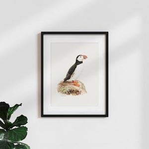 Affiche vintage illustration / botanique / plante / animal mural / nature impression 'illustration vintage macareux moines'
