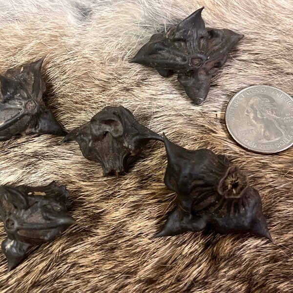 Devils Head Thorns Pack of 5 Bat Nuts, Devil Pod Seeds, Caltrop, Witch Seeds Organic