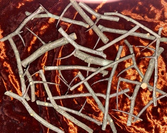 13 Hawthorn Thorns for Rituals and Spellwork