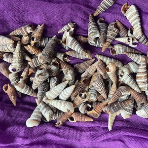 Tiny Rhinoclavis Shells for Crafts