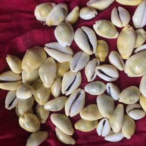 Money Cowrie Sea Shells for craft projects Lot of 20