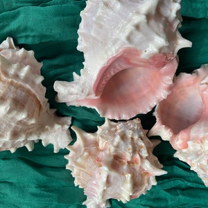 Large Pink Murex Sea Shells- Lot of 3 Shells