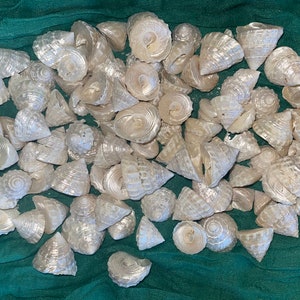 Among Pong Pearl Sea Shells for craft projects Lot of 10 or 20