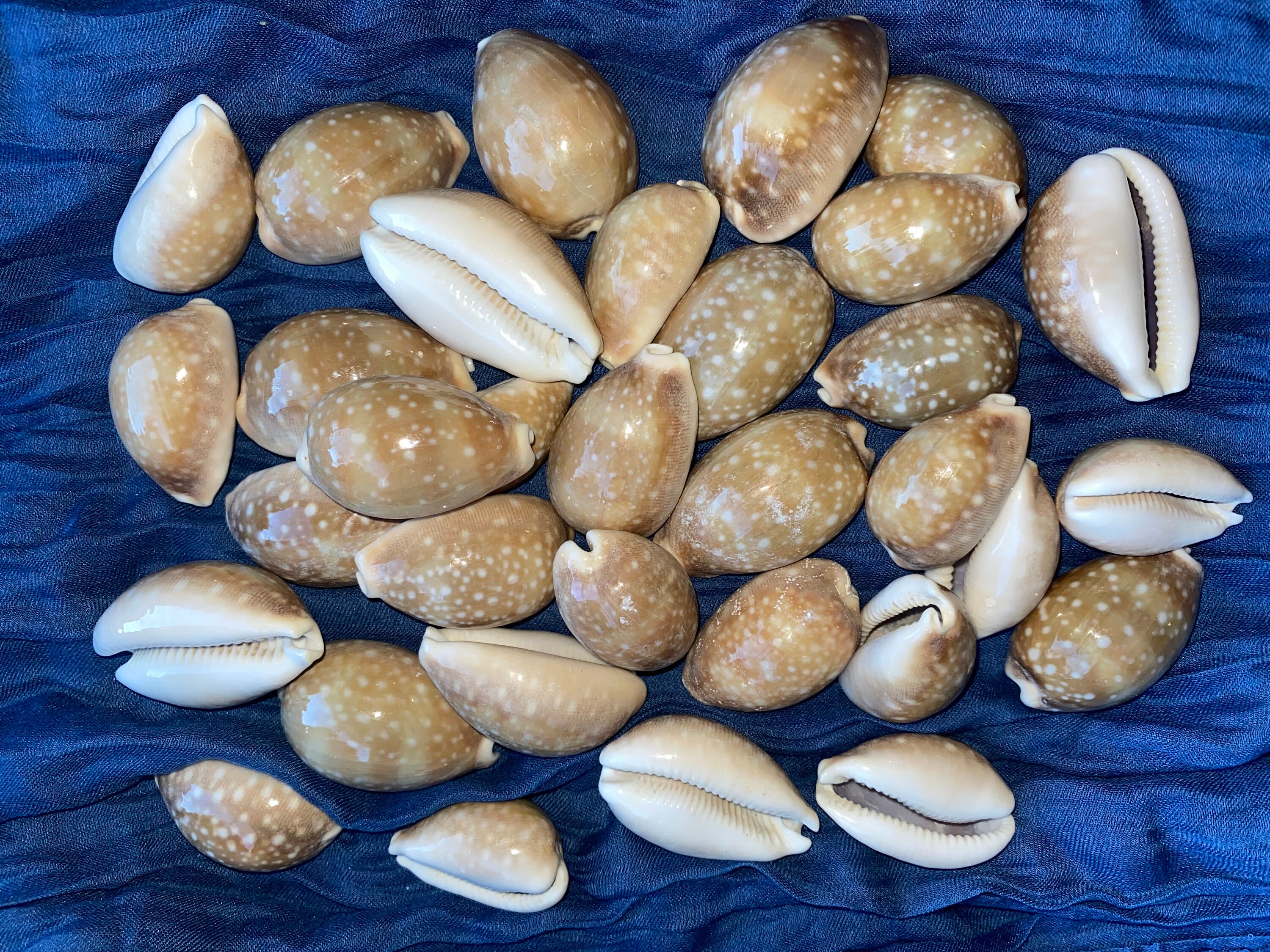 Deer Cowrie Sea Shells For Craft Projects Lot Of 10 Or Etsy Deer Cowrie Sea Shells For Craft Projects Lot Of 10 Or Etsy
