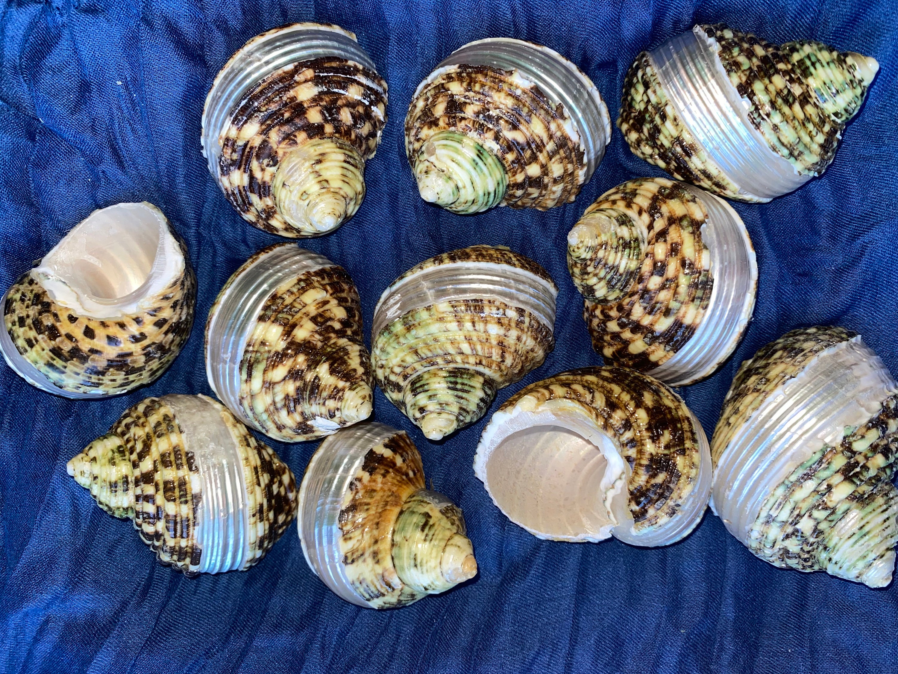 Jade Green Turbo Sea Shells Turbo Brunneus (10 shells approx. 1-2 inches)  Natural Green Shells for Hermit Crab Home, Display & Collecting!