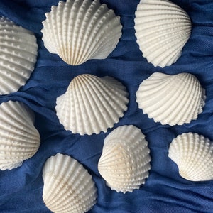 Sea Shells for craft projects Lot of 20 - Beautiful White Arc Shells