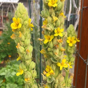 Wilde handgefertigte Königskerze-Samen: Non-GMO Verbascum Thapsus