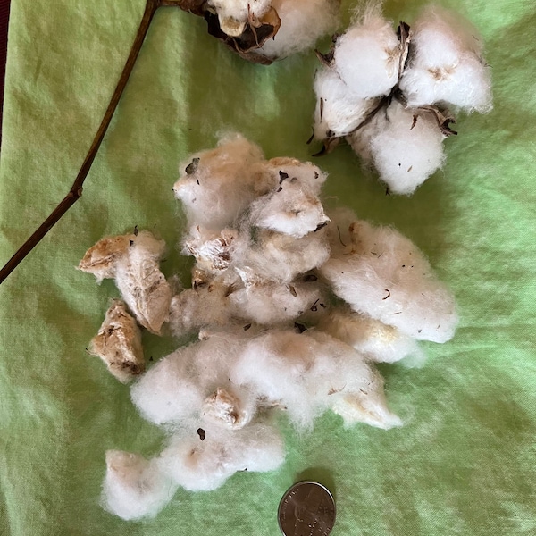 Cotton (Raw, Non-ginned)