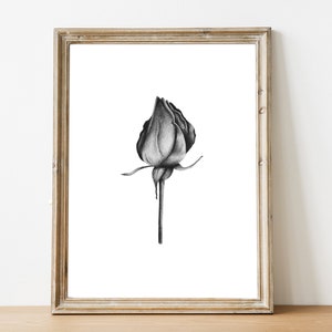 Black and white minimal rose print, Vintage botanical print,  Printable rose poster