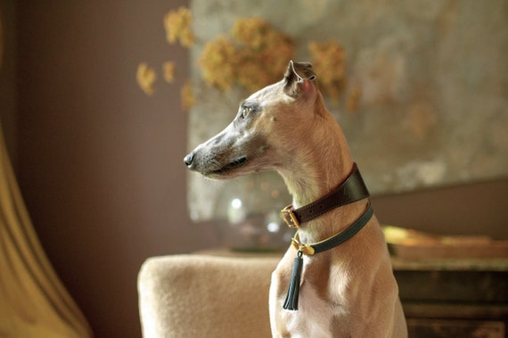 greyhound house collar