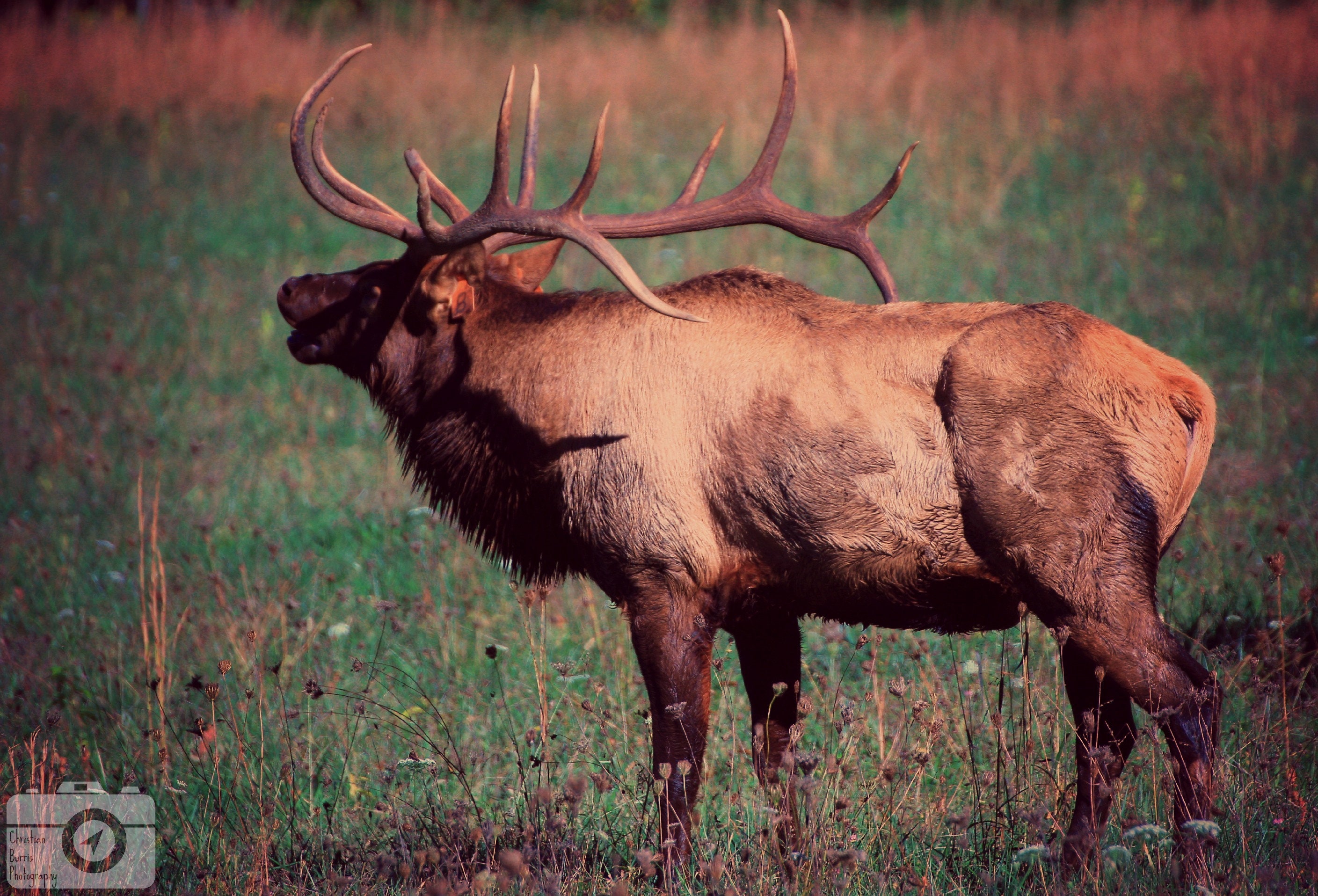 Elk in Cades Cove Etsy