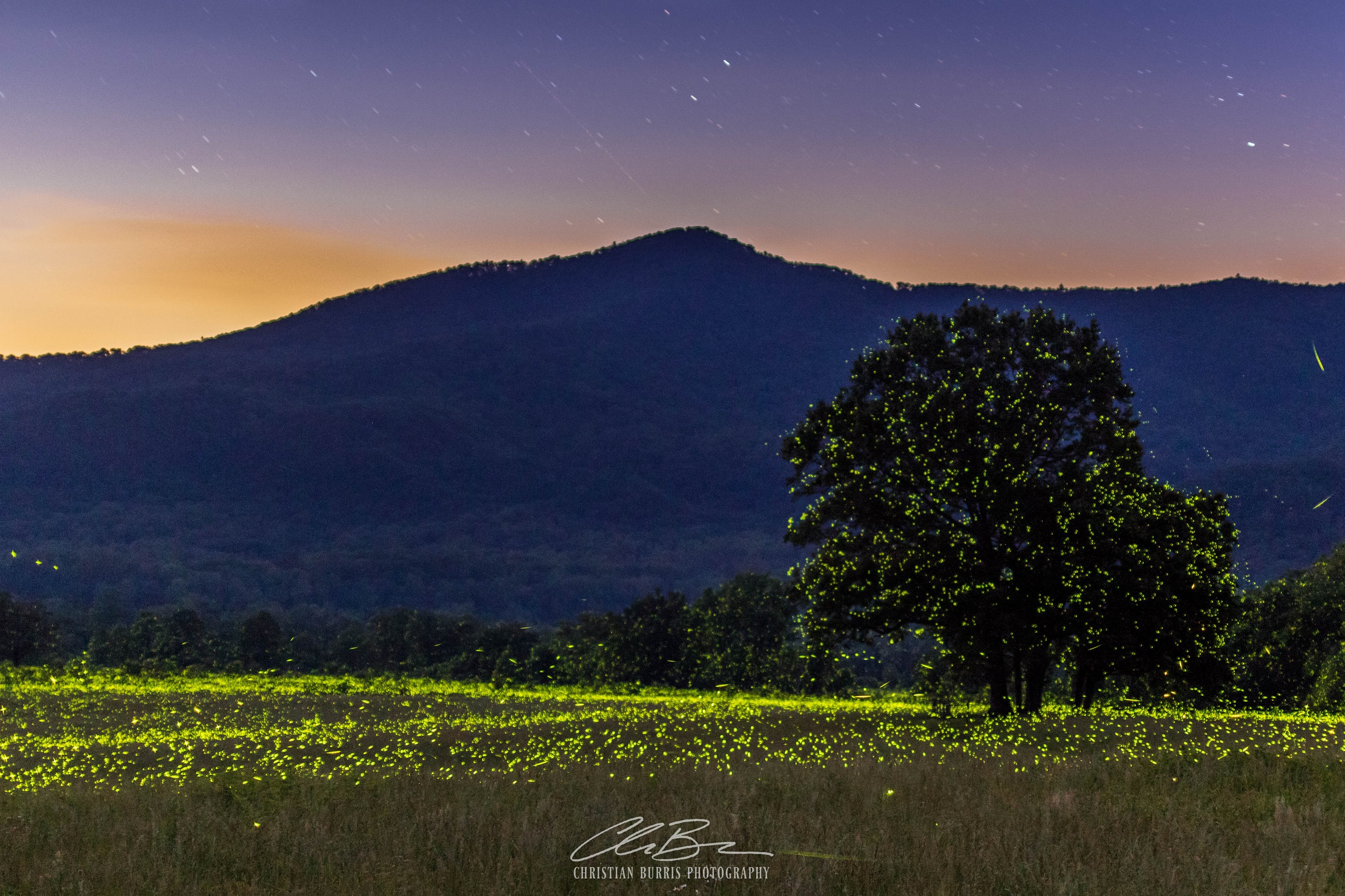 Fireflies in Cades Cove Etsy