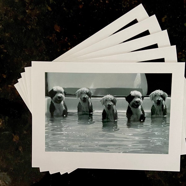Sheepdog Pool Party Blank Note Cards, Black and White Photo, Old English  Blank Note Cards, Pet Stationery, Fuzzy Dog, Sheepadoodle Gift