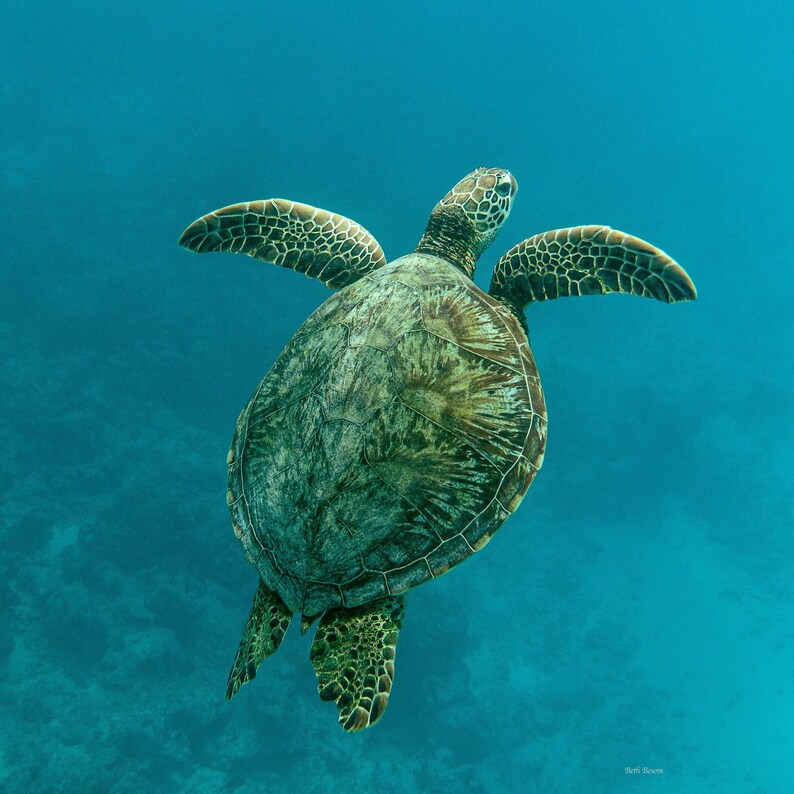 Green Sea Turtle Swims in Warm Waters of Mo'orea French Polynesia ...