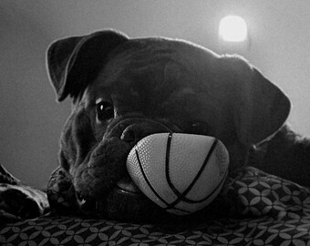 Bulldog in Black and White (digital download print)