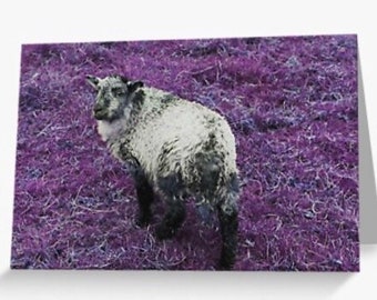 Easter| Lamb Photo| Purple| Greetings Card| Made to Order