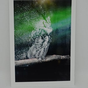 Eule Foto| Postkarte