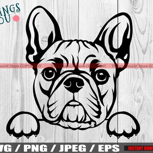 Französische Bulldogge, französische Bulldogge SVG, Frenchie SVG, Frenchie Silhouette, Frenchie Liebhaber, niedlich spähen französische Bulldogge SVG, Silhouette, Cricut