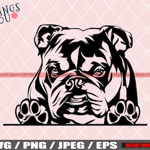 English Bulldog SVG, Cute Baby English Bulldog, Bulldog Svg, Bulldog Cricut File, Peeking Bulldog, Bulldog Breed, Bulldog Svg File, Dog Svg