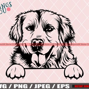 Golden Retriever SVG, Golden Retriever Dog, Peeking Golden Retriever, Cute Retriever Dog, Goldie SVG, Retriever Cricut Cut File, Png, Jpeg