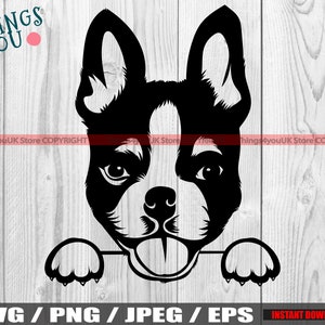 Boston Terrier, Boston Terrier SVG, Terrier SVG, Peeking Boston Terrier Svg, Terrier Silhouette, Boston Terrier Lovers, Cricut, Silhouette,