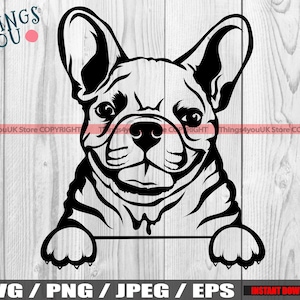 Französische Bulldogge, französische Bulldogge SVG, Frenchie SVG, Frenchie Silhouette, Frenchie Liebhaber, niedlich spähen französische Bulldogge SVG, Silhouette, Cricut