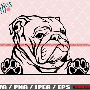 English Bulldog SVG, Cute Baby English Bulldog, Bulldog Svg, Bulldog Cricut File, Peeking Bulldog, Bulldog Breed, Bulldog Svg File, Dog Svg