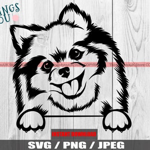 Pomeranian SVG, Pomeranian Clipart, Peeking Pomeranian, Dog And Paws, Cute Pomeranian, Pomeranian Cricut, Silhouette, Iron On, Pomeranian