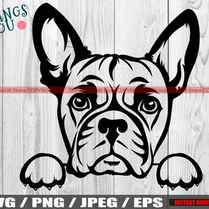Französische Bulldogge, französische Bulldogge SVG, Frenchie SVG, Frenchie Silhouette, Frenchie Liebhaber, niedlich spähen französische Bulldogge SVG, Silhouette, Cricut
