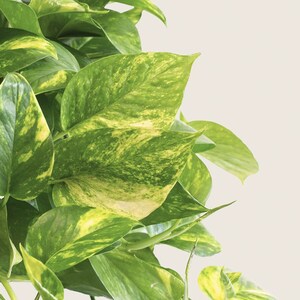 Three Golden Pothos Cuttings / Devil&#39;s Ivy / Epipremnum Aureum / House Plant Cuttings / Air Purifying / Starter Plant