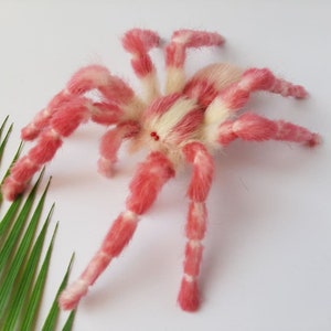 Könnte beinhalten: Eine rosa und weiße Vogelspinne mit flauschigen Beinen. Die Spinne ist auf einem weißen Hintergrund mit einem grünen Palmblatt in der linken unteren Ecke platziert.