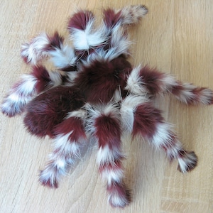 Spider Plush Art Doll Creature Plush Wall Mount Realistic Stuffed Animals Insect Toy Ooak Plush Plushie Plushies Pose Art Doll Handmade image 2