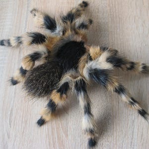 Spider