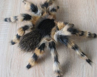Spider