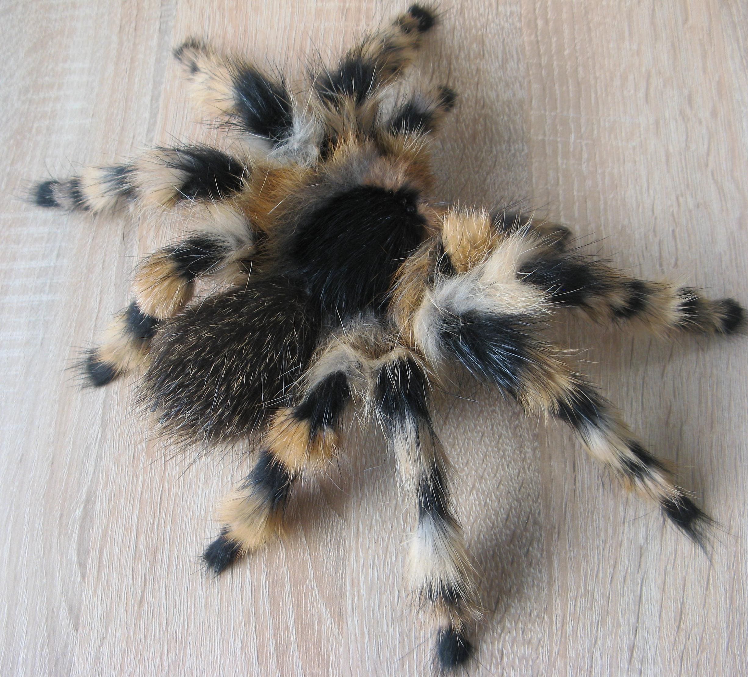 LifelikeSpiderArt - Etsy 日本