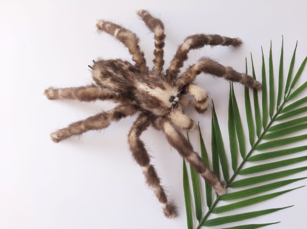 Tarantula Spider Faux Taxidermy Oddities