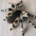 Realistic Tarantula Spider- Poseable Shelf Decor- Wall Mountable Faux Taxidermy Oddities and Curiosities- Insect Figurine- Realistic Animal