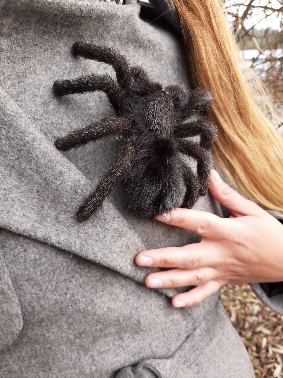 Spilla a forma di ragno e tarantola, gioielli realistici per Halloween, cosplay, abbigliamento, decorazioni, Morticia Addams, Haunted Mansion, costume da strega per adulti, vestito da donna - Italia