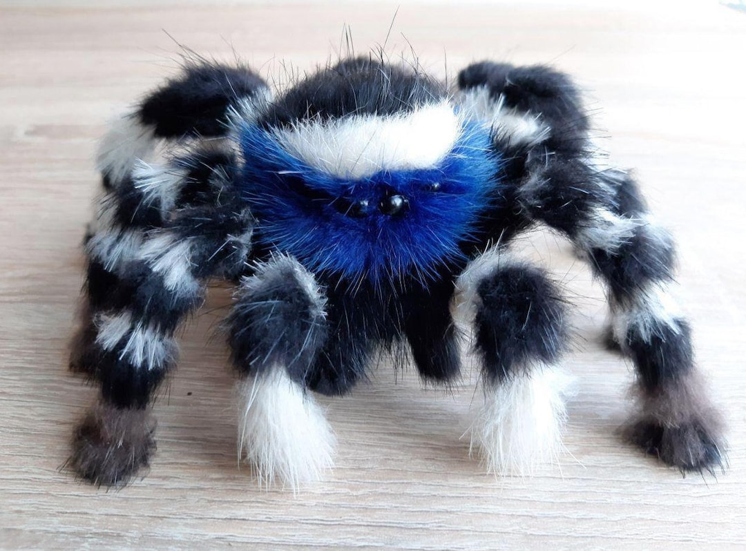 Peacock Jumping Spider lupon.gov.ph