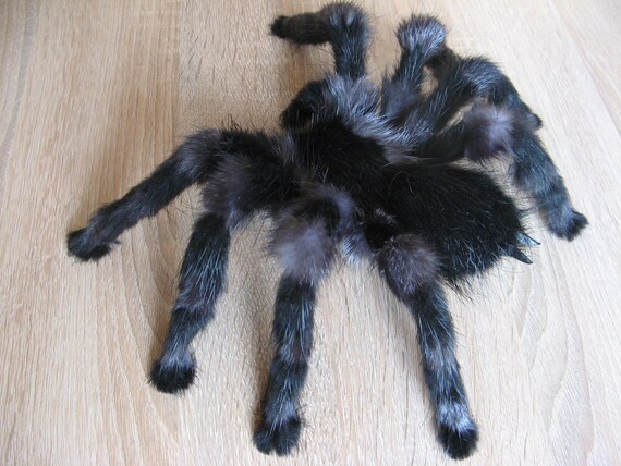 cuddly spider